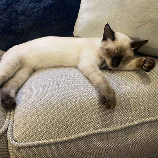 Luna Birman lost 27 march
